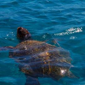 A Caretta Caretta turtle swims in the clear blue waters of Laganas Bay A Caretta Caretta turtle swims in the clear blue waters of Laganas Bay